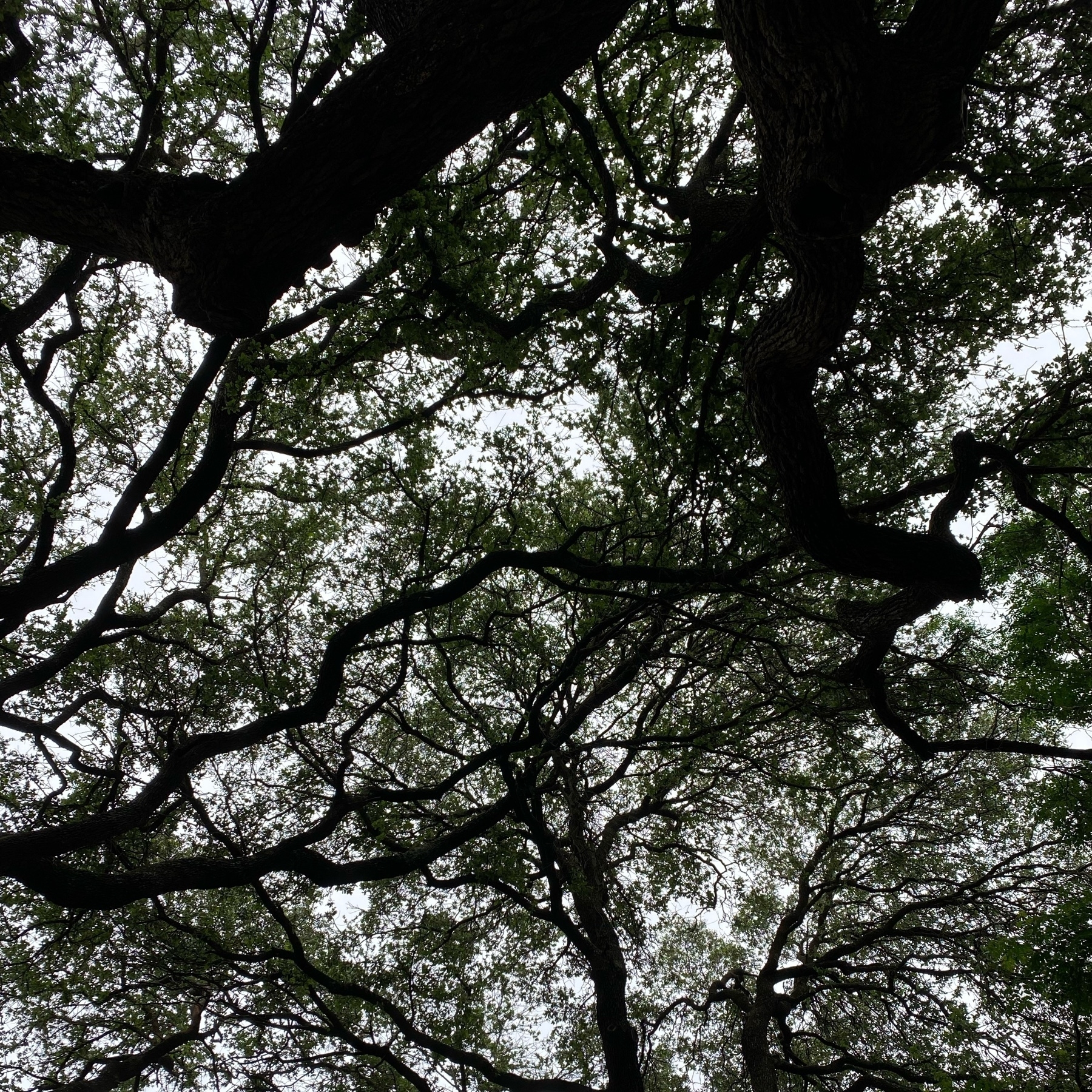 view of a canopy of oak trees. 