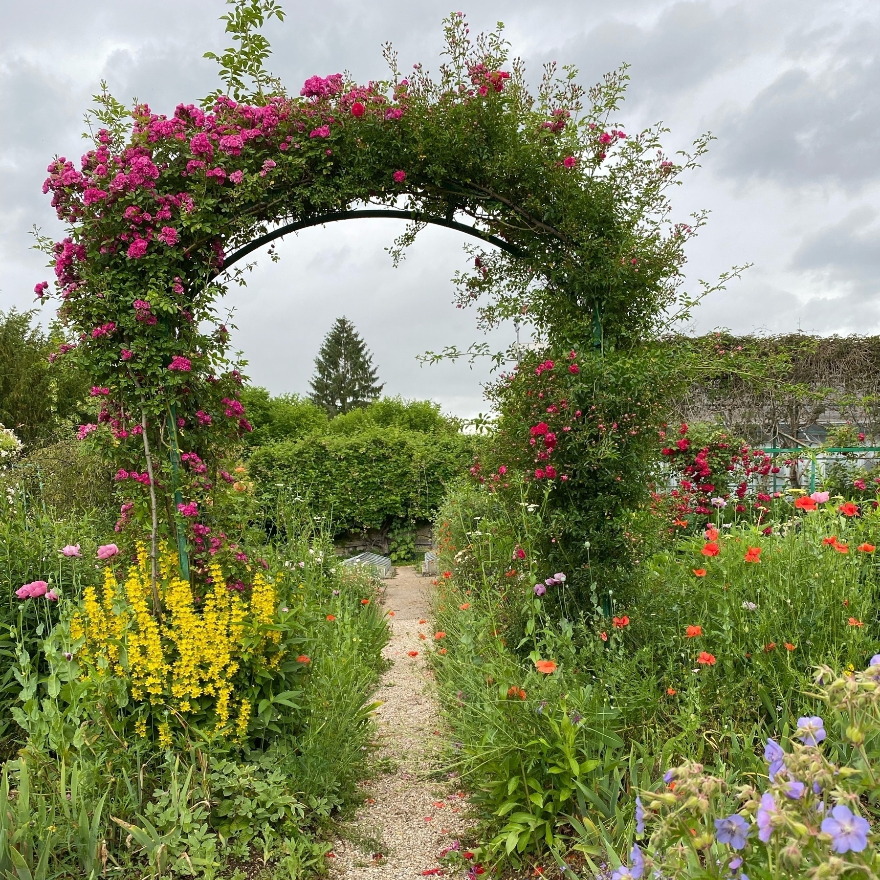view of trellis with roses at Giverny 