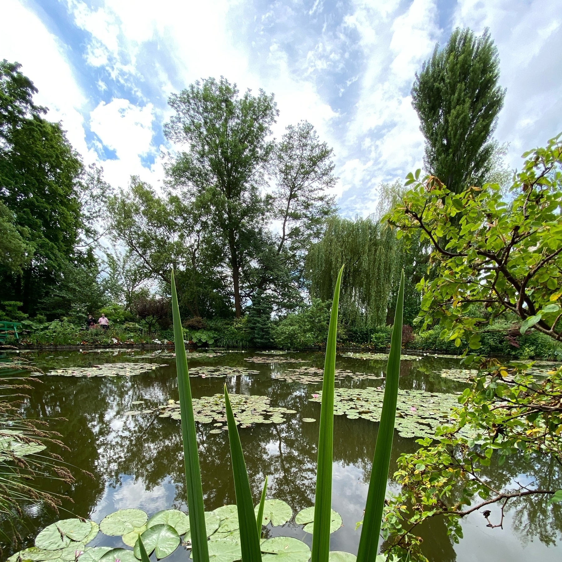 pond and water lilies and sky at Giverny. 